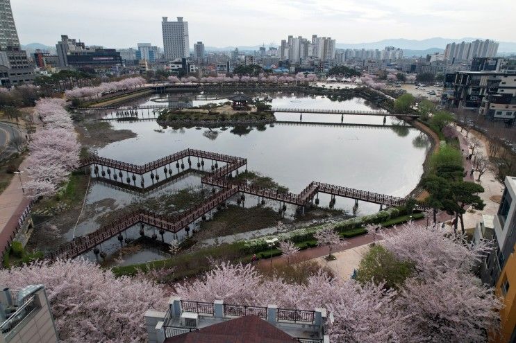 [서산] 중앙호수공원 벚꽃 절정