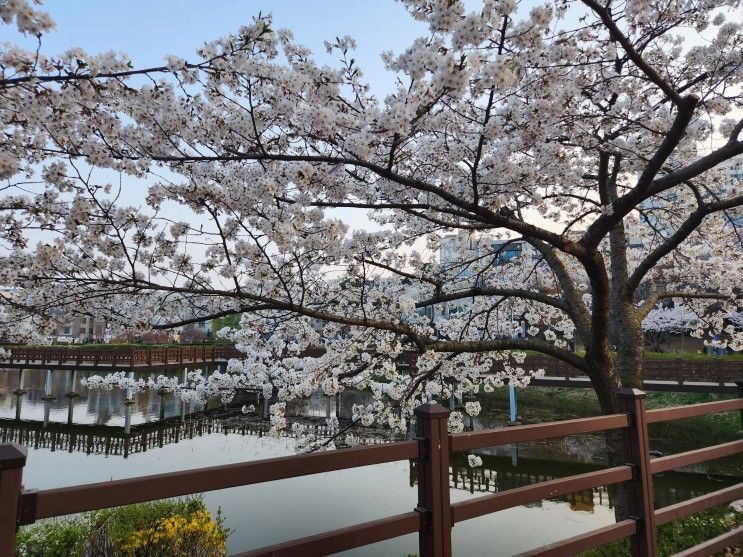 서산 중앙호수공원 벚꽃구경