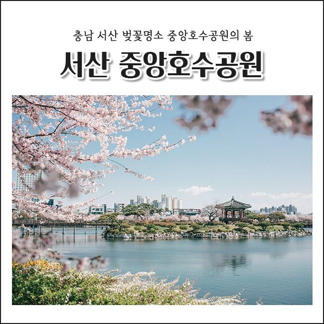 서산 벚꽃 명소 중앙호수공원 벚꽃길