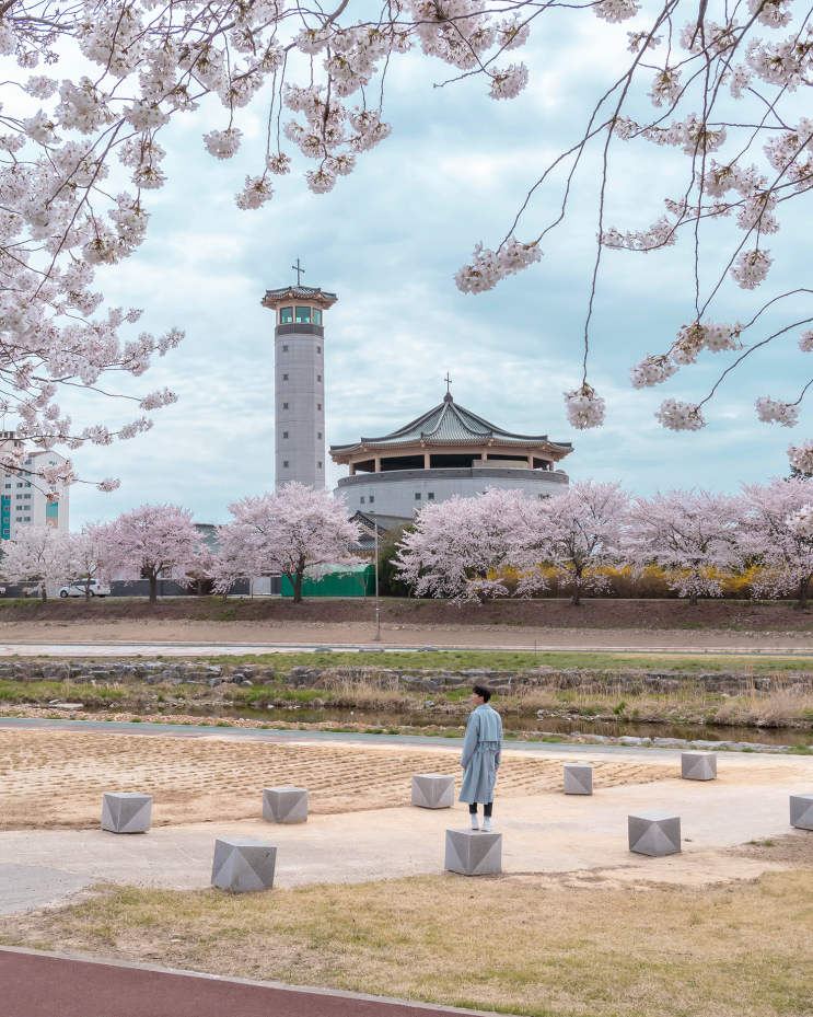 해미천, 중앙호수공원, 울음산공원, 한우목장 서산 벚꽃명소...