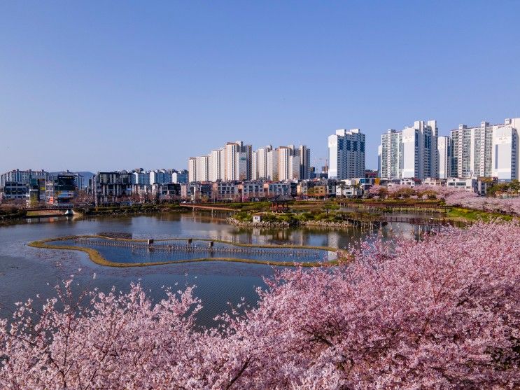 서산 중앙호수공원에 찾아온 봄(벚꽃)