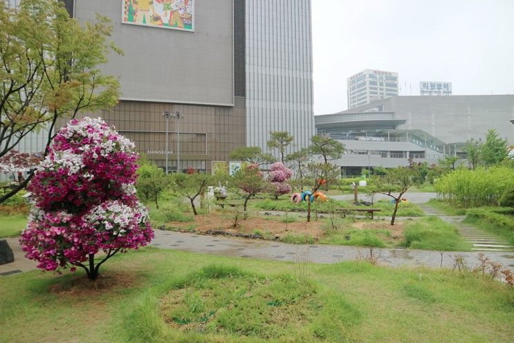비오는 초여름날 장미꽃이 핀 의정부 역전근린공원