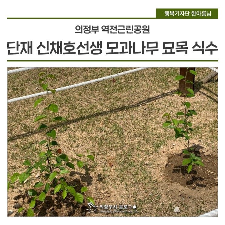 의정부시 역전근린공원에서 단재 신채호 선생의 모과나무를...