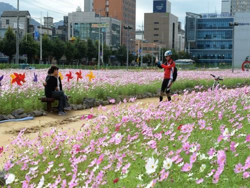 역전근린공원 코스모스 구경오세요