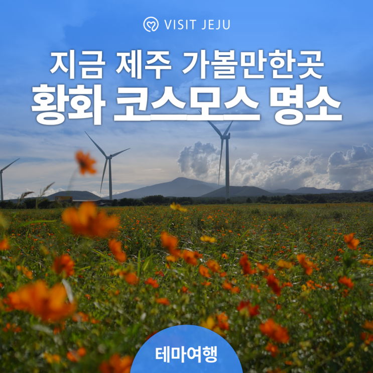 제주 가볼만한곳 [제주 가시리 유채꽃 축제장, 소노캄제주] 제주...