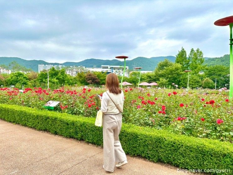 정관 윗골공원 물놀이장 개장 및 7월 장미꽃, 구목정공원 정보