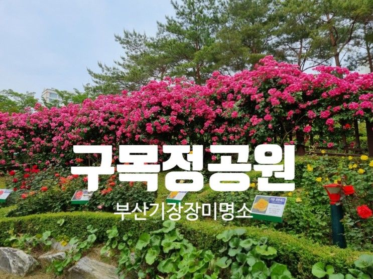 정관 구목정 장미공원 산책& 사진 찍기 좋은 곳