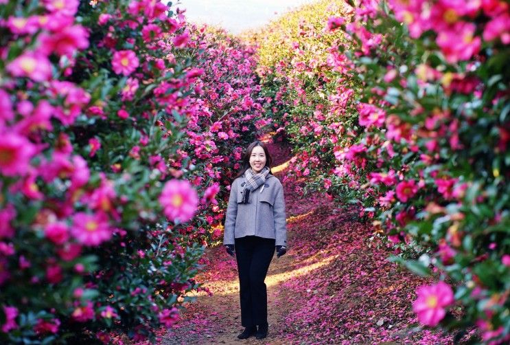 제주 숨도, 제주 동백꽃 명소 나만 알고 싶은 곳❤