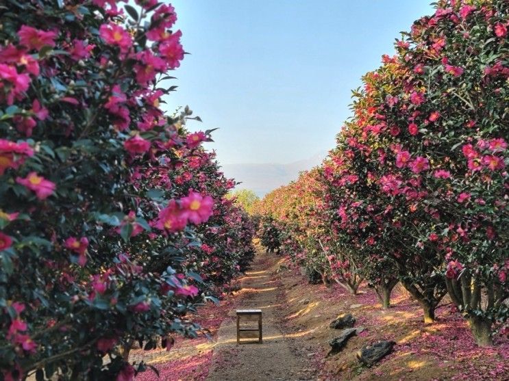 제주도 동백꽃 명소 한라산이 보이는 제주 숨도 카페...