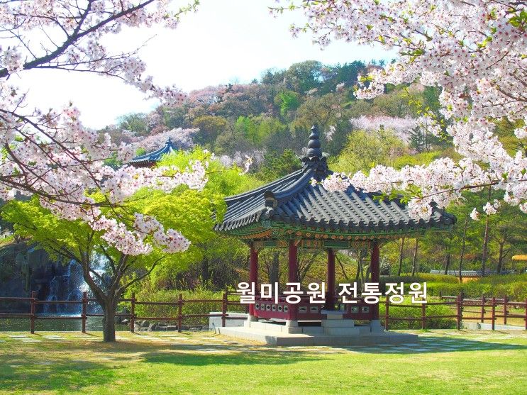 〔인천 벚꽃명소/월미도〕월미공원 전통정원의 벚꽃 등 봄꽃 풍경들