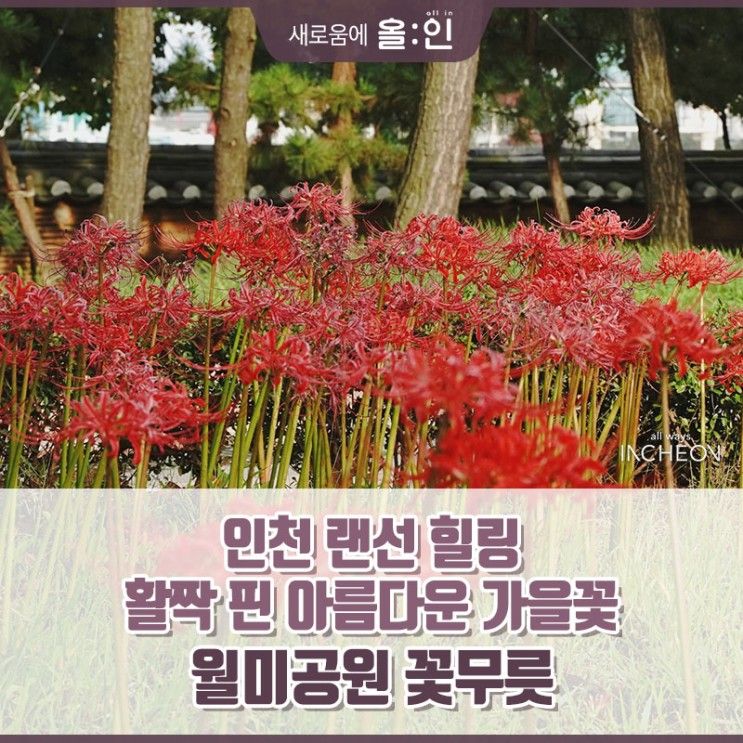 인천 랜선 힐링! 월미공원에서 만나는 아름다운 가을꽃, 꽃무릇