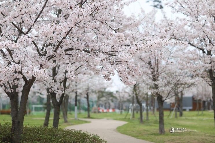 월미공원 벚꽃과 월미둘레길 한국 전통정원, 인천 가볼만한 곳