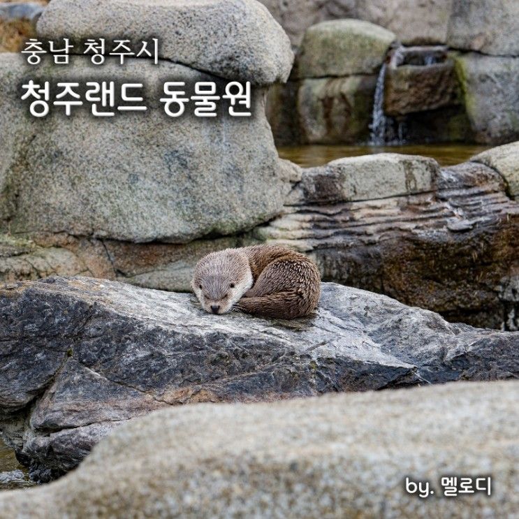 청주 아이와 가볼만한곳 청주랜드 동물원