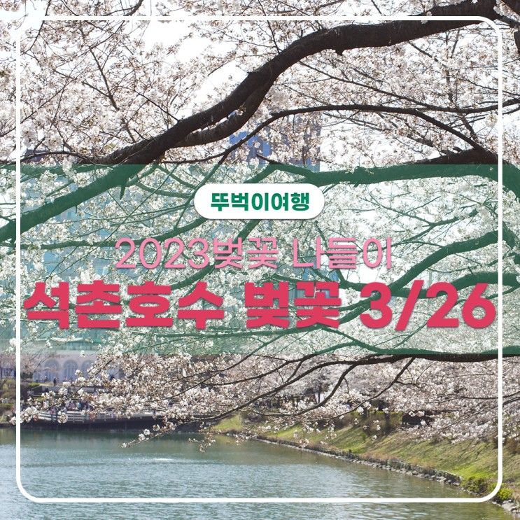 이른 벚꽃개화 2023년 3월26일 석촌호수 개화진행 70%
