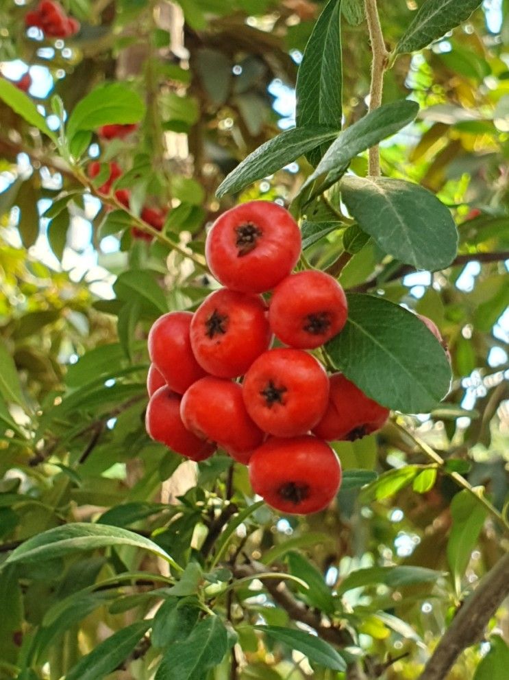 강원도립화목원 식물원/ 비귀에리/ 빨간열매 나무 피라칸타...