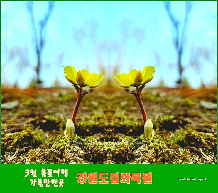 3월 춘천 가볼만한곳 봄꽃구경 강원도립화목원