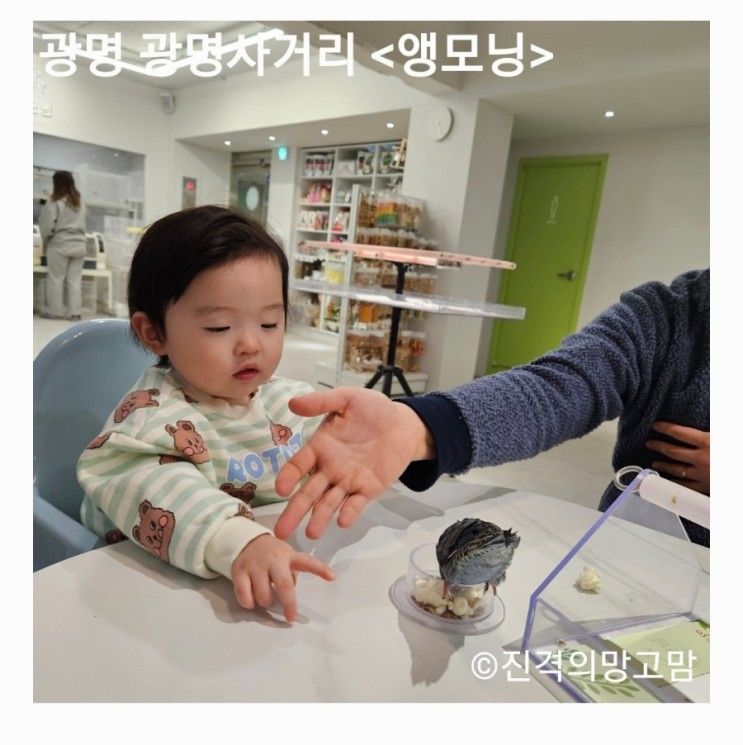 [아기랑 나들이] 14개월 아기랑 앵무새카페 광명 <앵모닝...