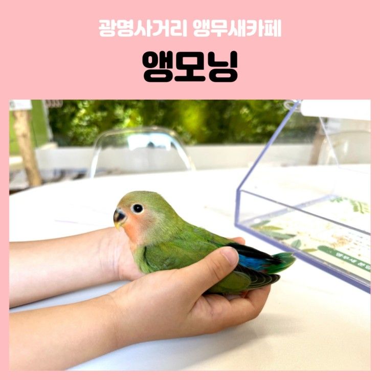 아이와 함께 가본 앵무새카페! 광명 앵모닝