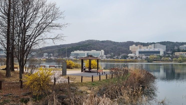 천호지의 봄(충남천안)... 봄소식을 전하는 단대호수공원 천호지,