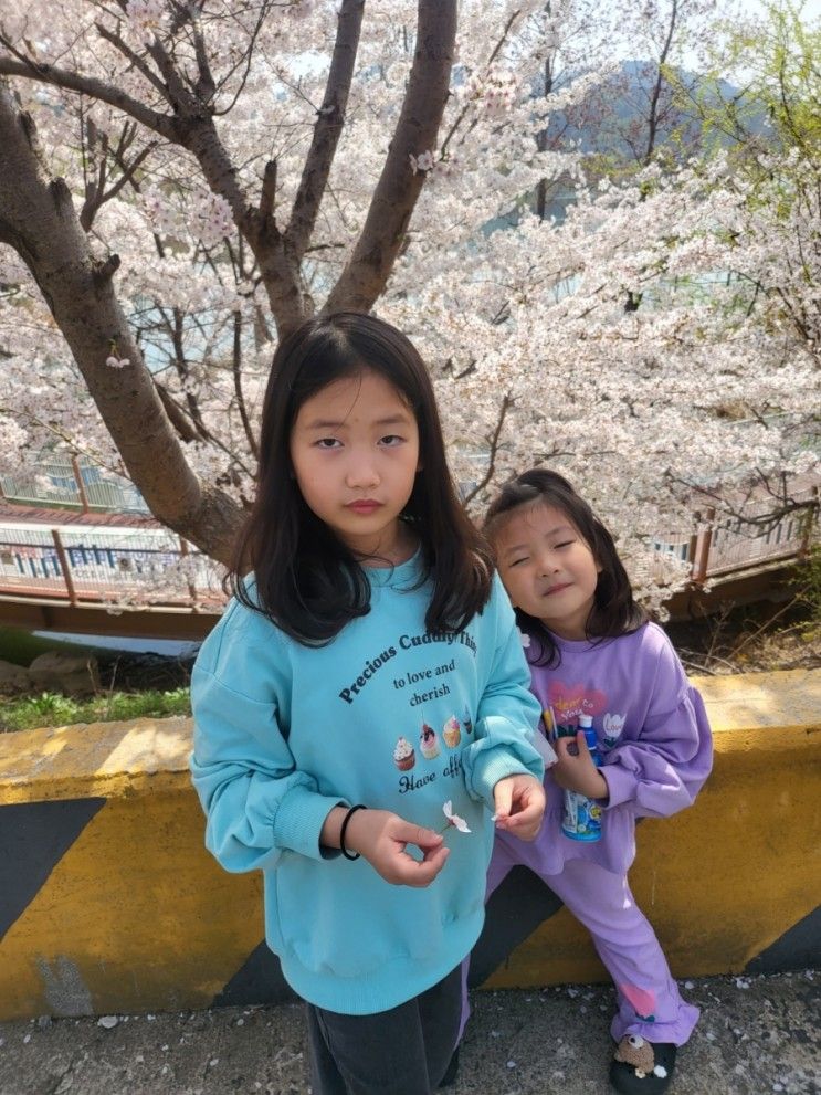 아이들과 천안 천호지(안서호) 벚꽃 구경