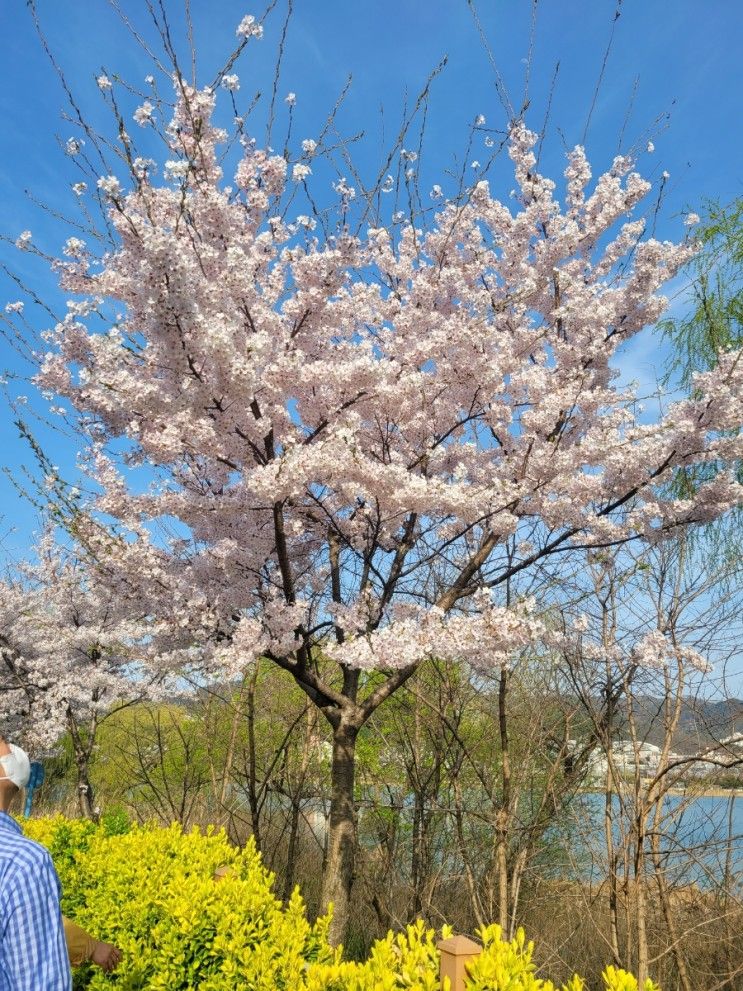 천안 천호지(단대호수) 벚꽃