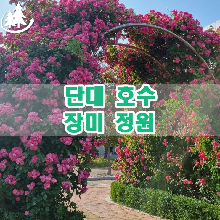 단국대학교 호수공원 천호지 장미정원 꽃길 탐방 후기