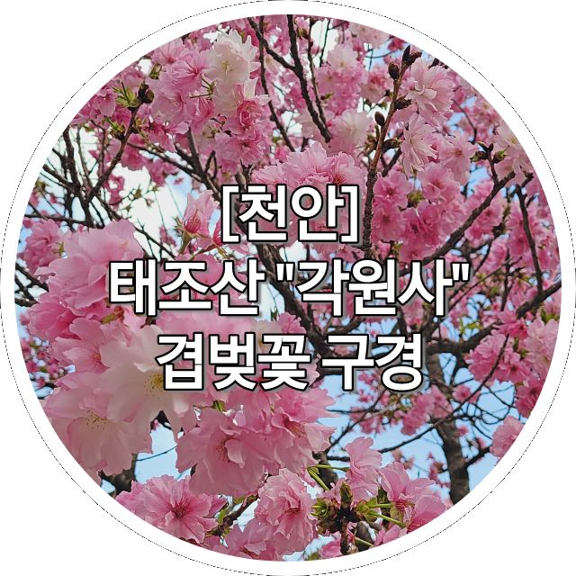 [천안] 태조산 "각원사" 겹벚꽃 구경