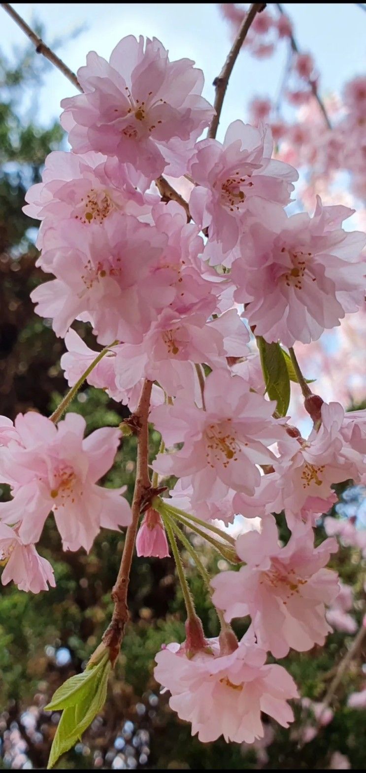 각원사 수양벚꽃 보러~♡