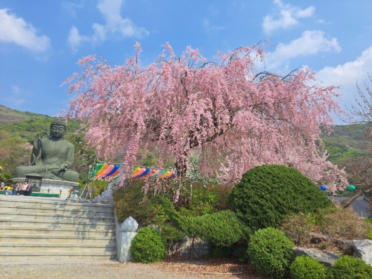 [천안 벚꽃명소] 봄꽃나들이 각원사 겹벚꽃 피크, 실시간