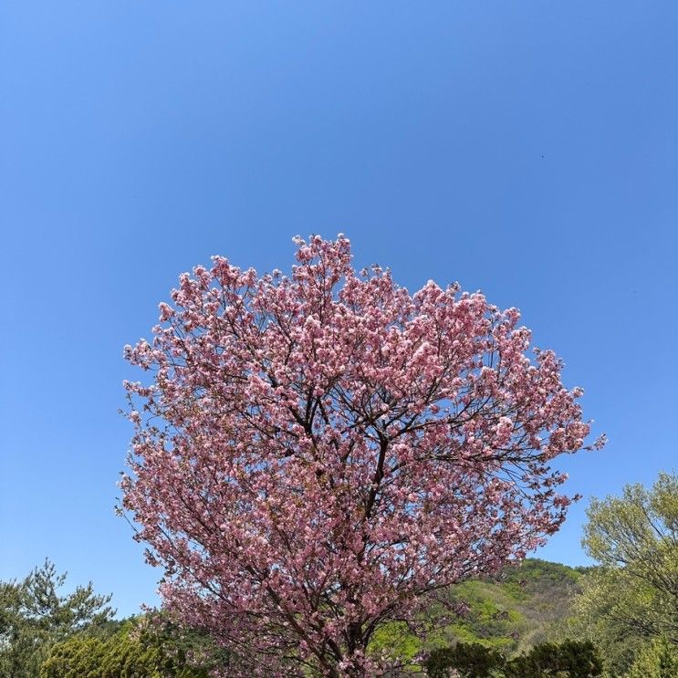 [대전 근교] 4월 겹벚꽃 보러 ㄱㄱ , 천안 각원사