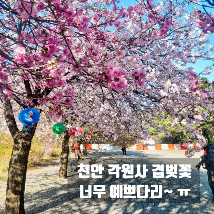 천안 각원사 겹벚꽃 명소 넘넘 예뻐요:)