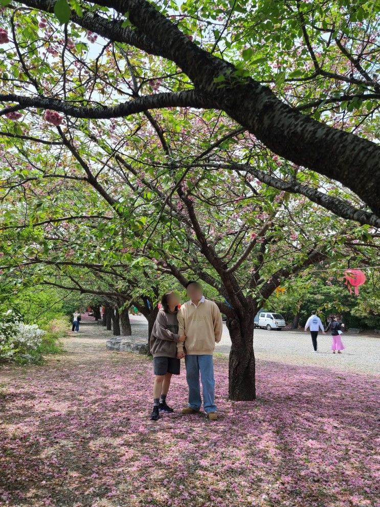 충남 겹벚꽃 명소 각원사 4월 30일 방문 후기