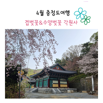 천안아산 겹벚꽃 성지, 각원사로 나들이 다녀왔어요.  개화현황