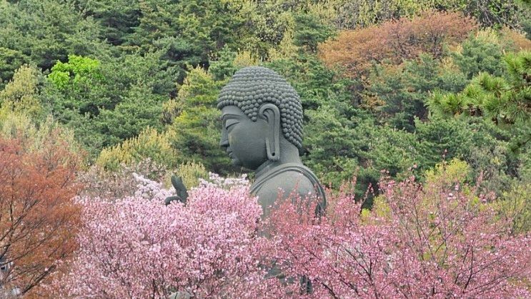 천안 가볼만한곳 태조산 각원사 겹볒꽃 명소