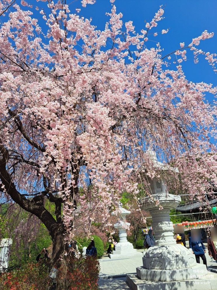 충남 천안 벚꽃 명소 각원사 겹벚꽃 수양벚꽃 이번주 피크!