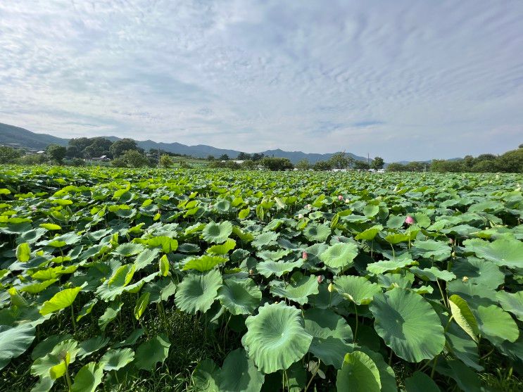 경기도 용인 가볼만한곳 : 연꽃 명소 내동마을 연꽃단지