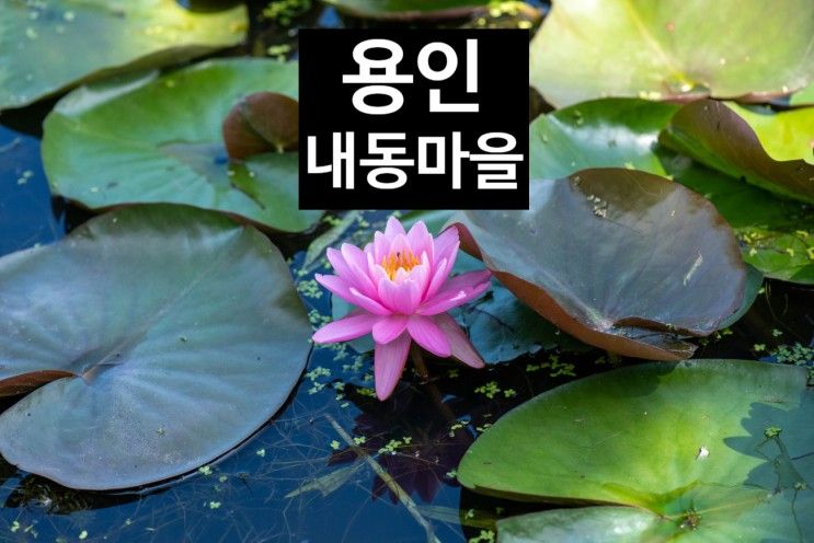 용인 여름 여행 내동마을 연꽃 단지