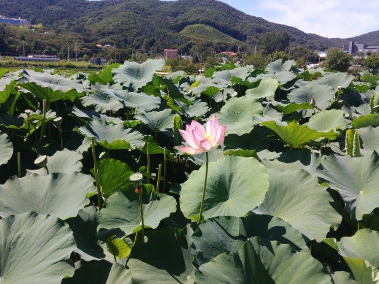 용인 내동마을 연꽃단지 나들이 가볼만한 곳