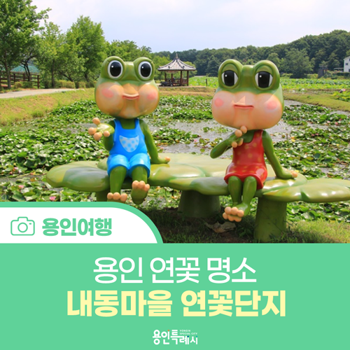 [용인 여행] 용인 연꽃 명소, 내동마을 연꽃단지를 걸으며...