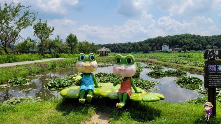 용인 가볼만한곳 내동마을 연꽃단지/용인농촌테마파크