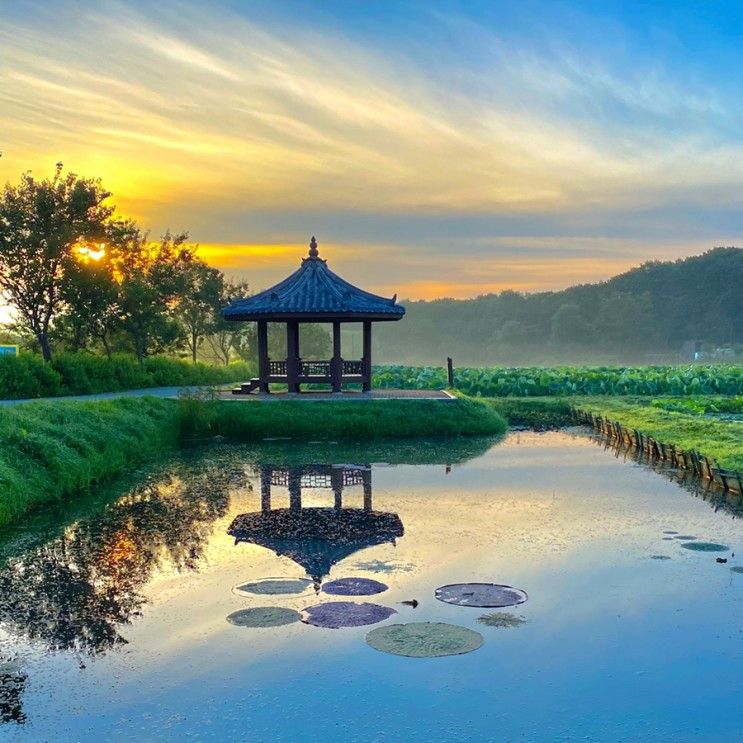 용인 가볼만한곳 내동마을 연꽃단지 아침 나들이