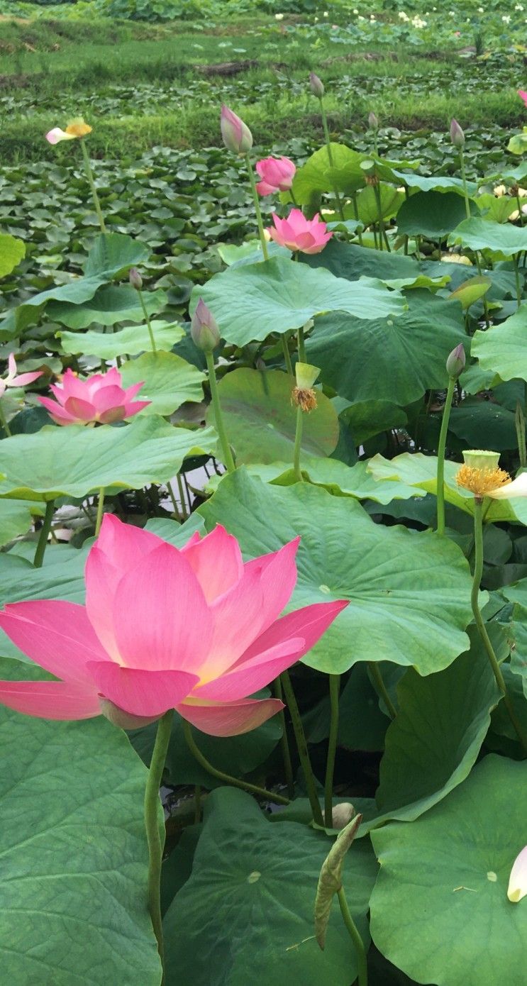 20년용인-내동마을 연꽃단지