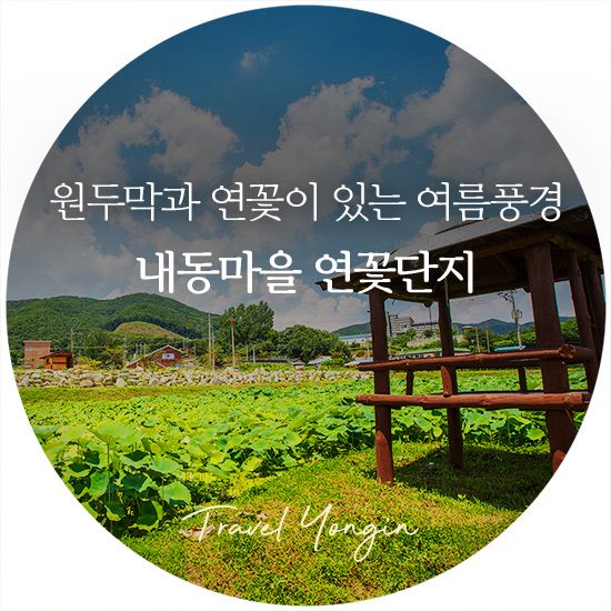 원두막에 앉아 바라보는 용인 내동마을 연꽃단지 (용인관광)