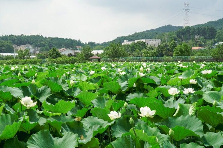 용인 내동마을 연꽃피는시기 가볼만한곳