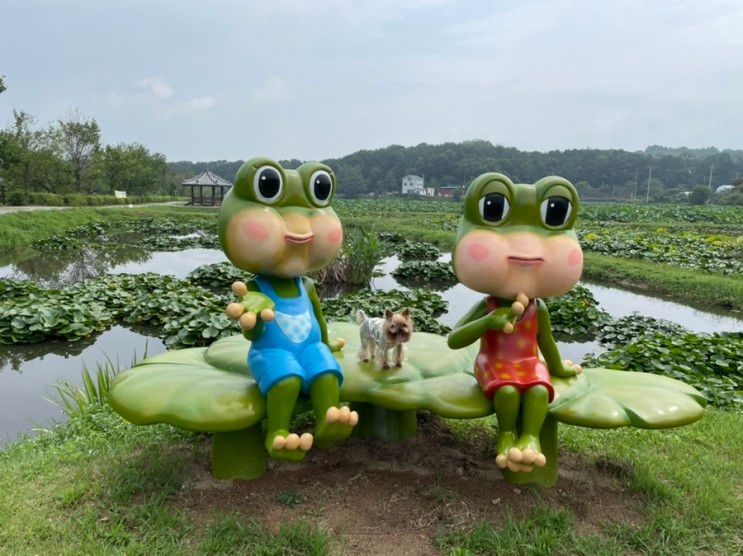 용인 애견동반 나들이. 내동마을 연꽃단지