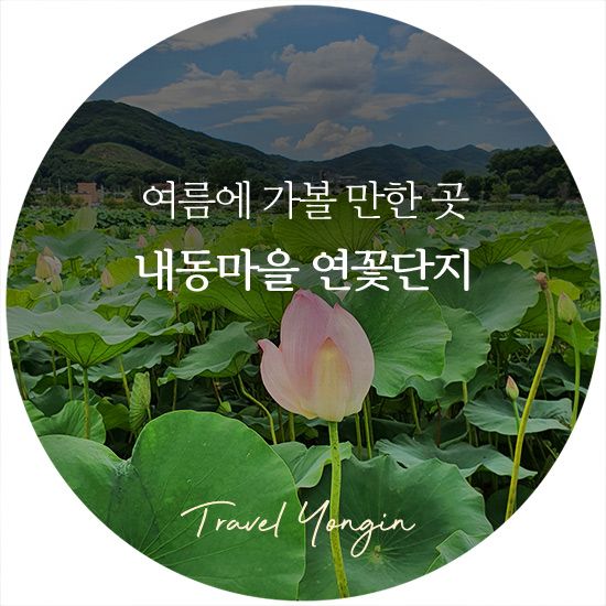 여름에 가볼 만한 곳, 내동마을 연꽃단지 (용인관광)