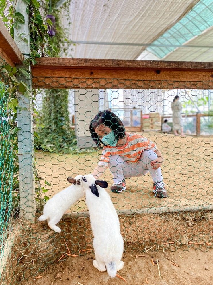 파주 아이랑 갈만한곳_동물먹이주기 체험농장 파주 나눔농장