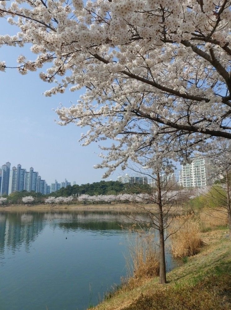 [수원 행궁동] 만석공원 벚꽃, 에그궁, 커플 와펜 키링 만들기