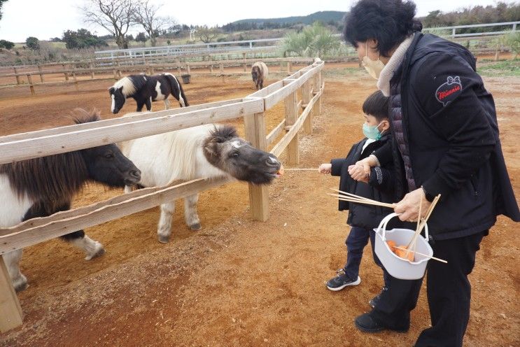 제주도 가볼만한곳 아기랑 목장카페 밭디