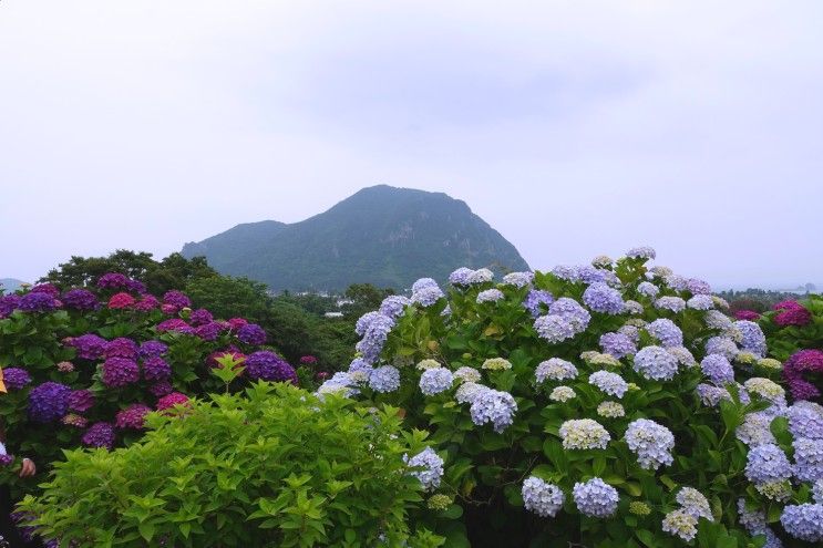 제주도 여행 마노르블랑 수국